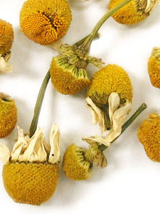 Chamomile
